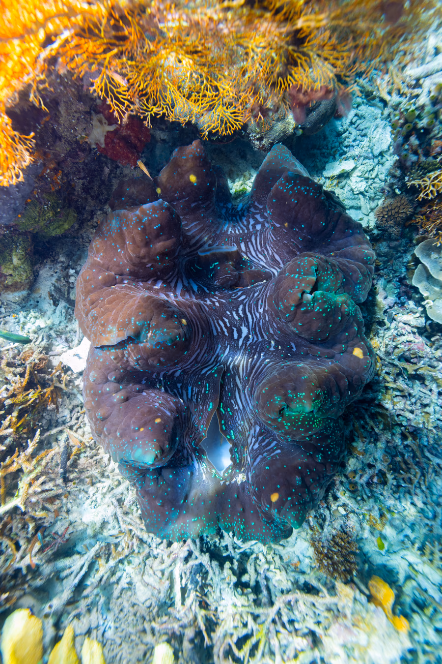 Olin Dive Center & Homestays