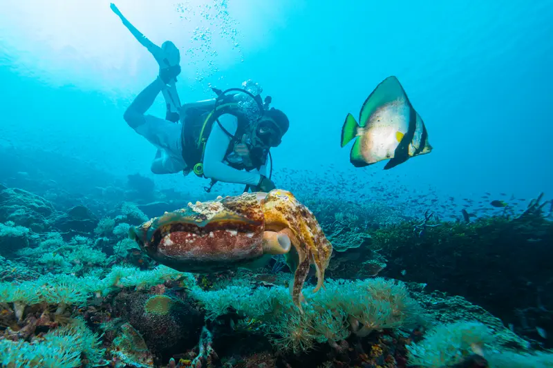 Manta Sandy