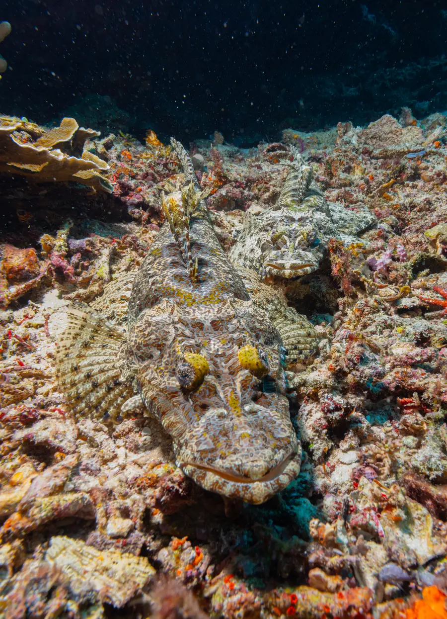 Armada kapal dan pemandu asli Papua Olin Dive Center