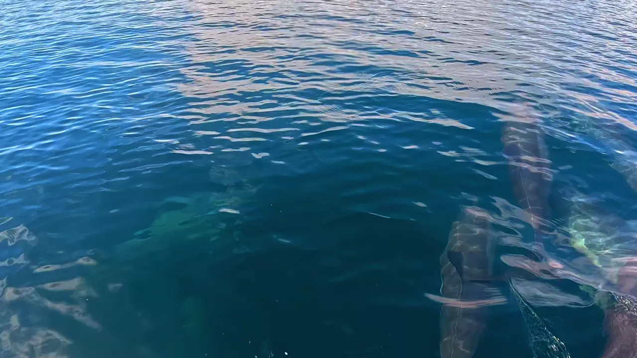Terumbu Karang Raja Ampat - Olin Dive Center